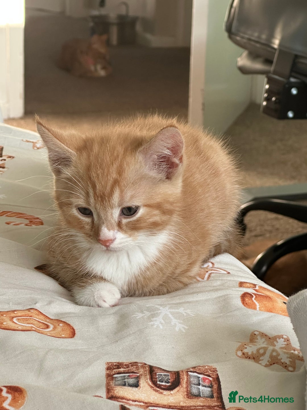 Domestic Shorthair cats for sale: 5 boy kittens for sale - Image 10