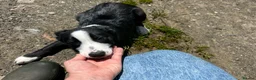 Border Collie dogs for sale: Handsome smooth coated border collie pups in Builth Wells - Advert 3
