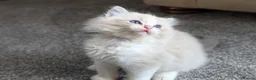 Ragdoll cats for sale: 🏆 GCCF Champion Ragdolls • Active Considered - Advert 21