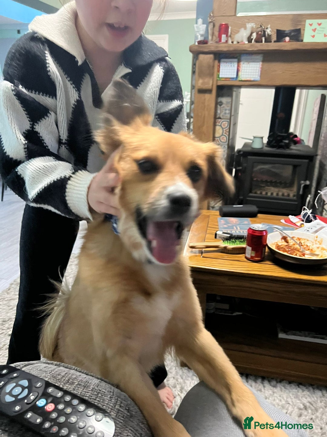 Mixed Breed dogs for adoption: Meet REMI - a Lovely Boy for a Loving Home - Image 9
