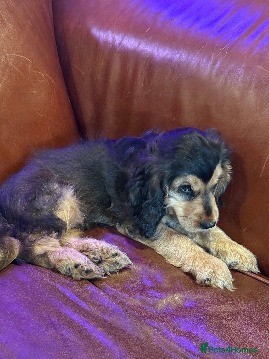 Cocker Spaniel dogs for sale: Dark Sable Cocker Spaniel Pups - Image 15