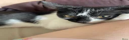 Mixed Breed cats for sale: Ghost /Breed is mixed (tuxedo, maine coon, tortie) - Advert 5