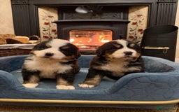 Bernese Mountain Dog dogs for sale: KC Registered BMD Available  - Image 9