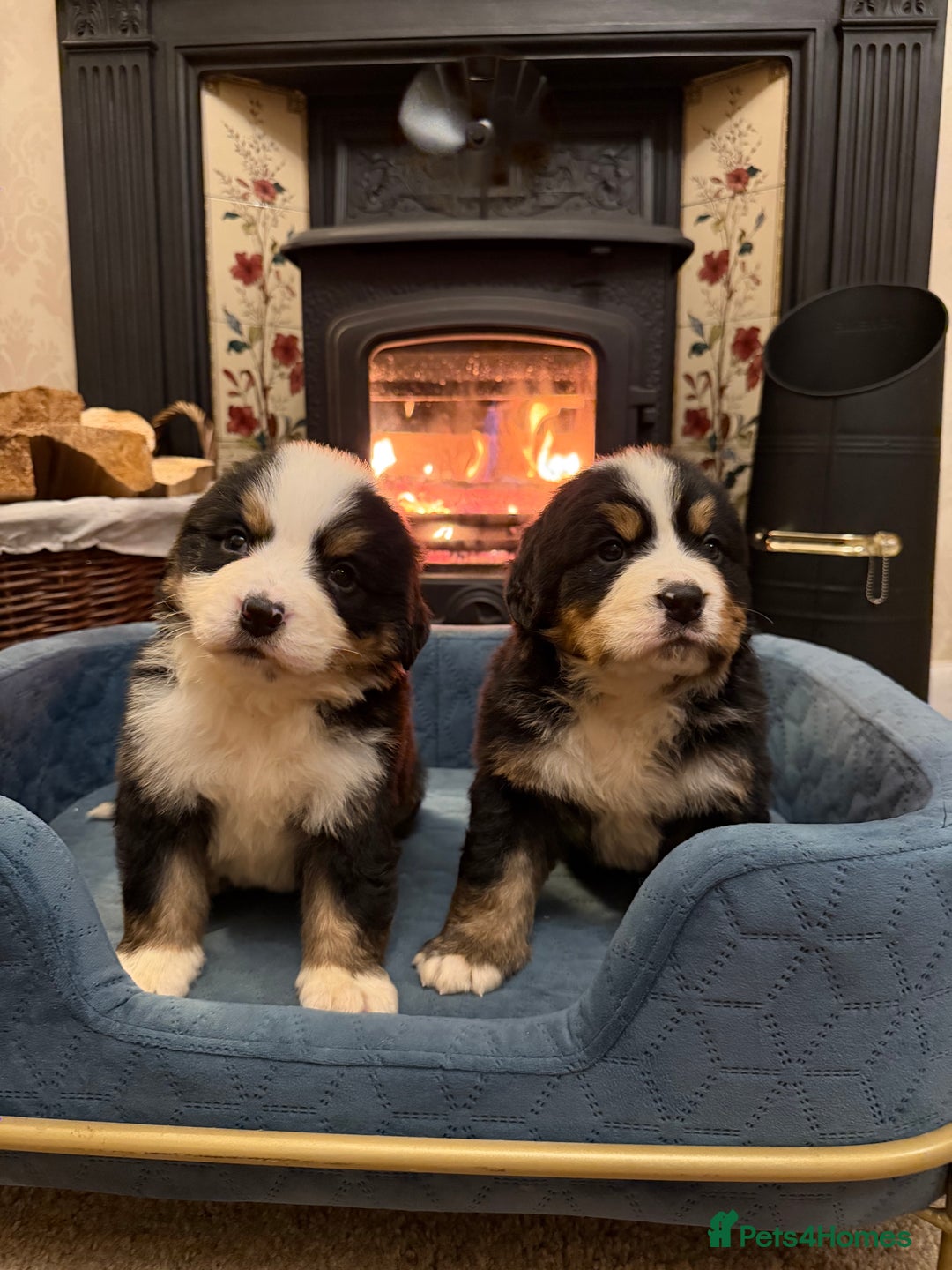 Bernese Mountain Dog dogs for sale: KC Registered BMD Available  - Image 9