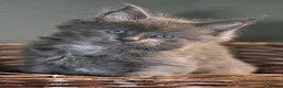 Maine Coon cats for sale: Pedigree Maine Coon Kittens  - Advert 5