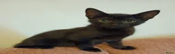 Mixed Breed cats for sale: Beautiful Kittens looking for a new home!!! - Advert 5