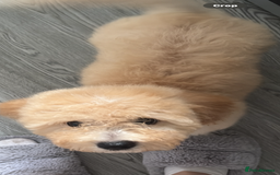 Cavapoochon dogs for sale: *REDUCED* last baby girlLeft  fully vaccinated  in Liverpool - Image 40