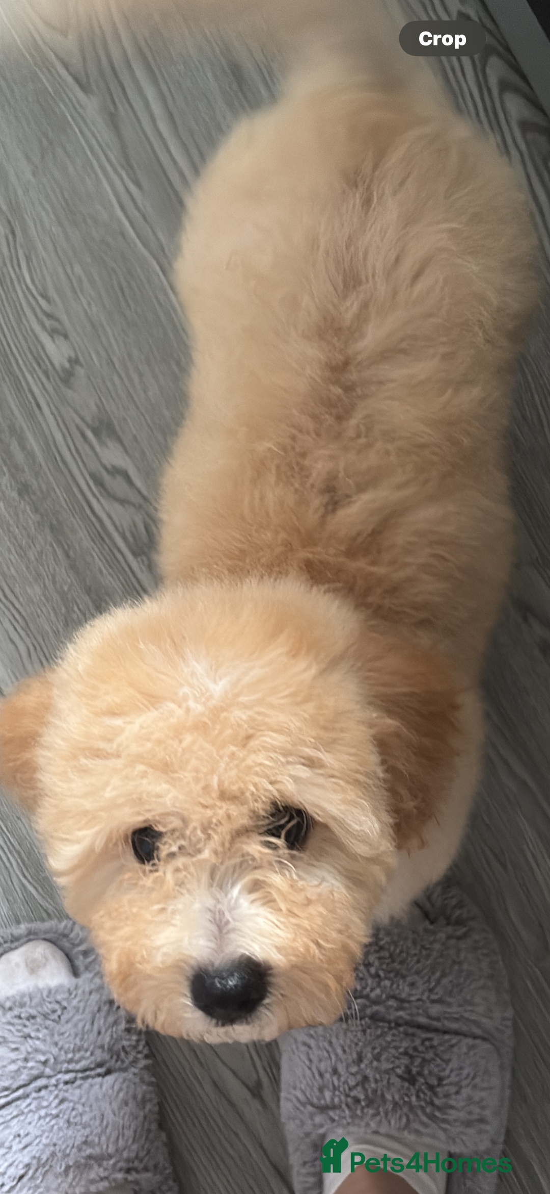 Cavapoochon dogs for sale: *REDUCED* last baby girlLeft  fully vaccinated  in Liverpool - Image 40
