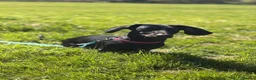 Miniature Dachshund dogs for sale: Female Mini Dachshund - Advert 4