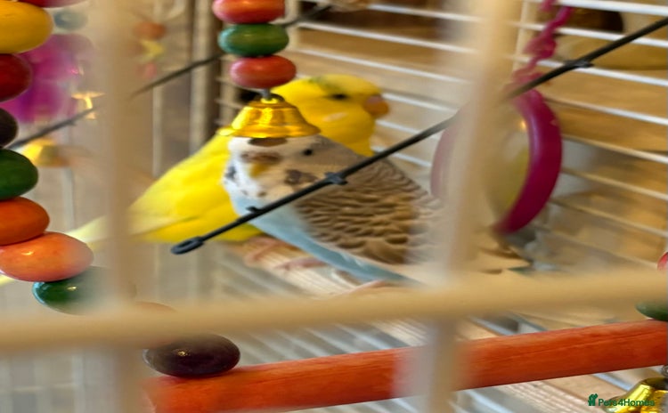 Budgerigars birds - Advert 12