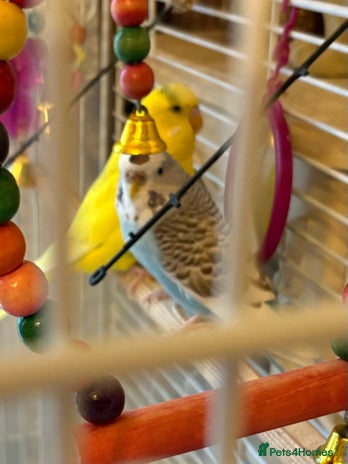 Budgerigars birds - Advert 1