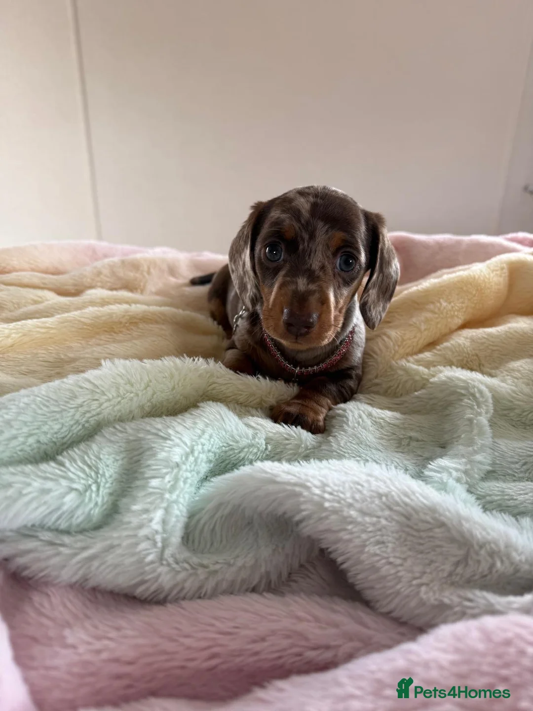 Miniature Dachshund dogs for sale: Miniature dachshunds  - Advert 2
