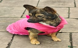 Mixed Breed dogs for adoption: 💖🐶 KELLY 🐶💖 - Image 6