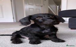 Doxiepoo dogs for sale: Doxiepoo looking for a new home. - Advert 2