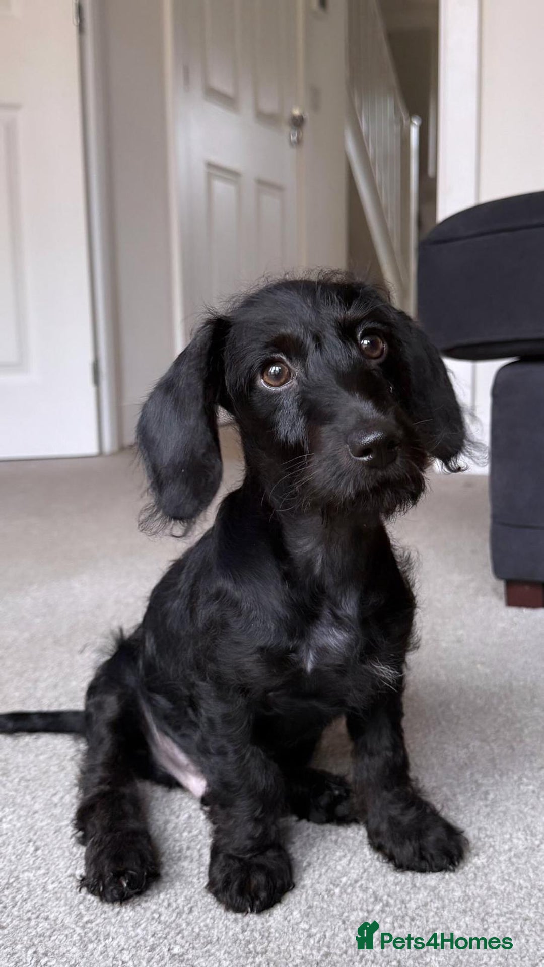 Doxiepoo dogs for sale: Doxiepoo looking for a new home. - Advert 2