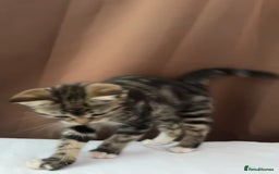 European cats for sale: 3 kittens for sale  - Image 10