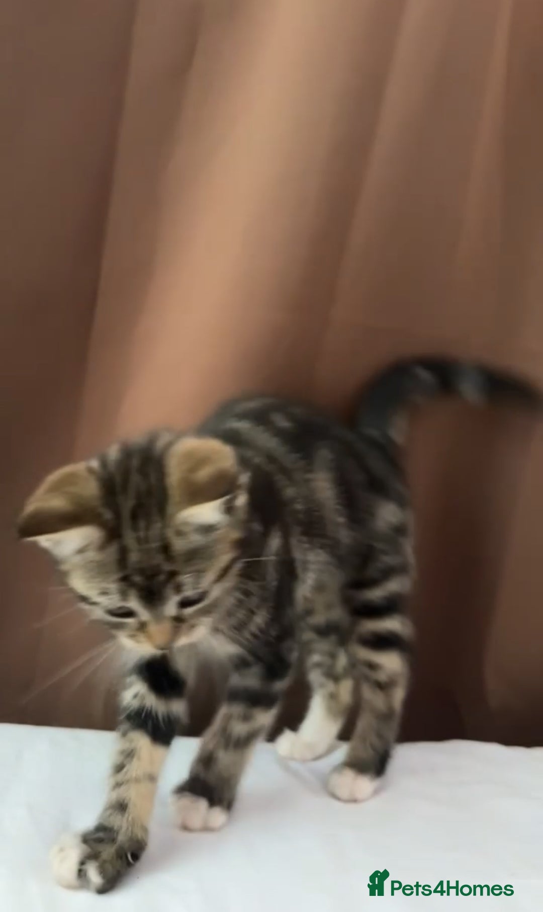 European cats for sale: 3 kittens for sale  - Image 10