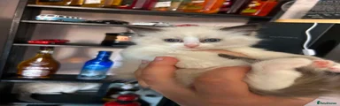 Ragdoll Kitten 2
