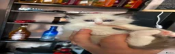 Ragdoll cats for sale: Beautiful Ragdoll Kittens Ready Soon 🐾 - Advert 8