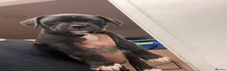 Alapaha Blue Blood Bulldog dogs for sale: Alapaha blue blood bulldog - Advert 12