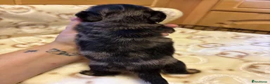 Miniature Dachshund 1
