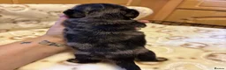Miniature Dachshund dogs for sale: Long haired miniature dachunds  in Wisbech - Advert 3