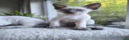 Devon Rex cats for sale: Devon Rex kittens pointed💙blue eyes💙 - Advert 27
