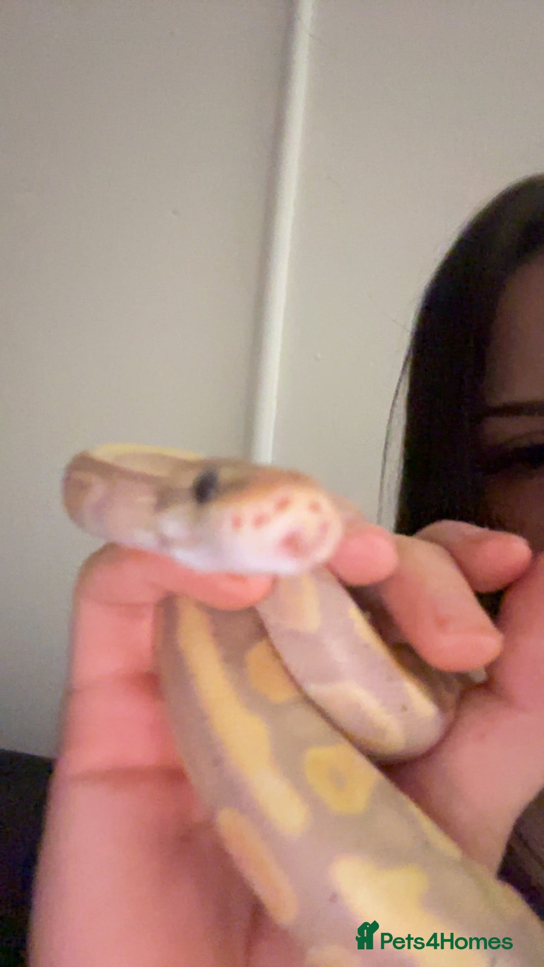 Python Snake reptiles ball python  - Advert 5
