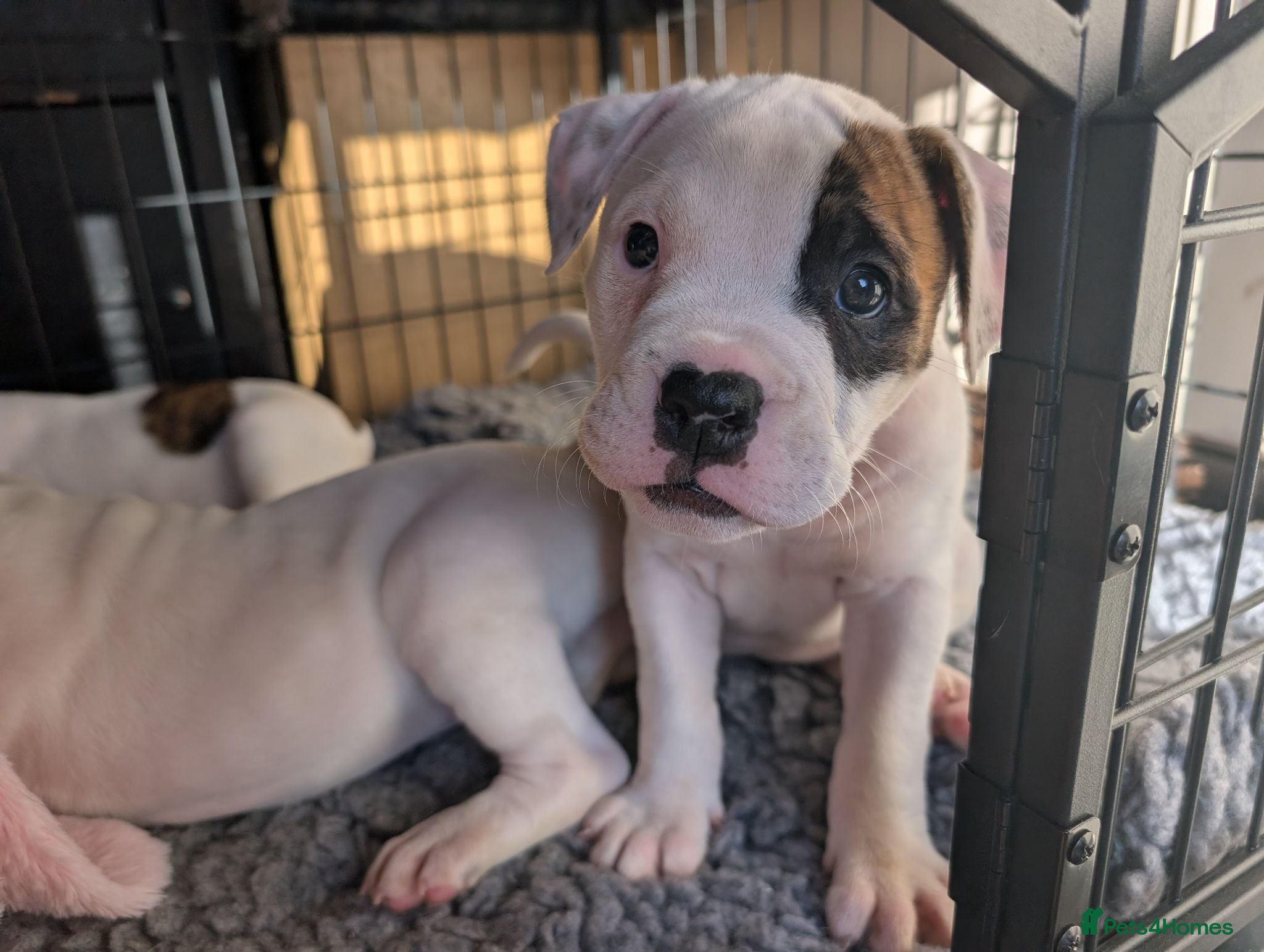 American Bulldog dogs Johnson American bulldog puppies - Advert 2