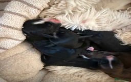 Cockapoo dogs for sale: 8 Gorgeous Cockapoo puppies  - Image 2