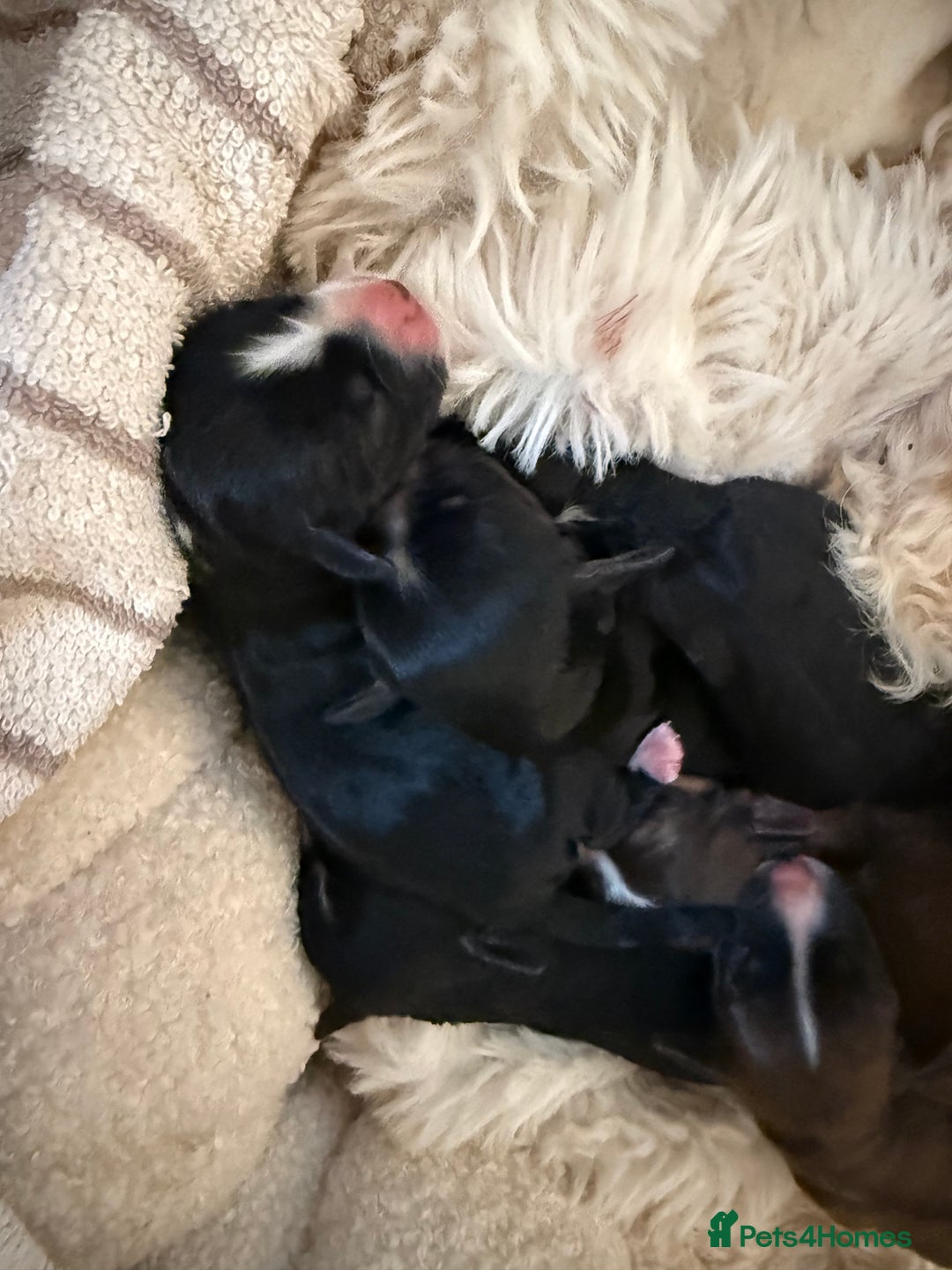 Cockapoo dogs for sale: 8 Gorgeous Cockapoo puppies  - Image 2