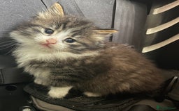 Mixed Breed cats for sale: four Gorgeous kittens looking for a loving home  - Image 2