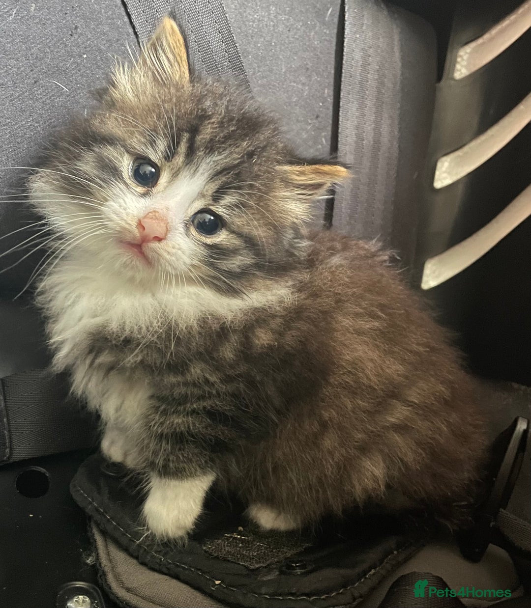 Mixed Breed cats for sale: four Gorgeous kittens looking for a loving home  - Image 2