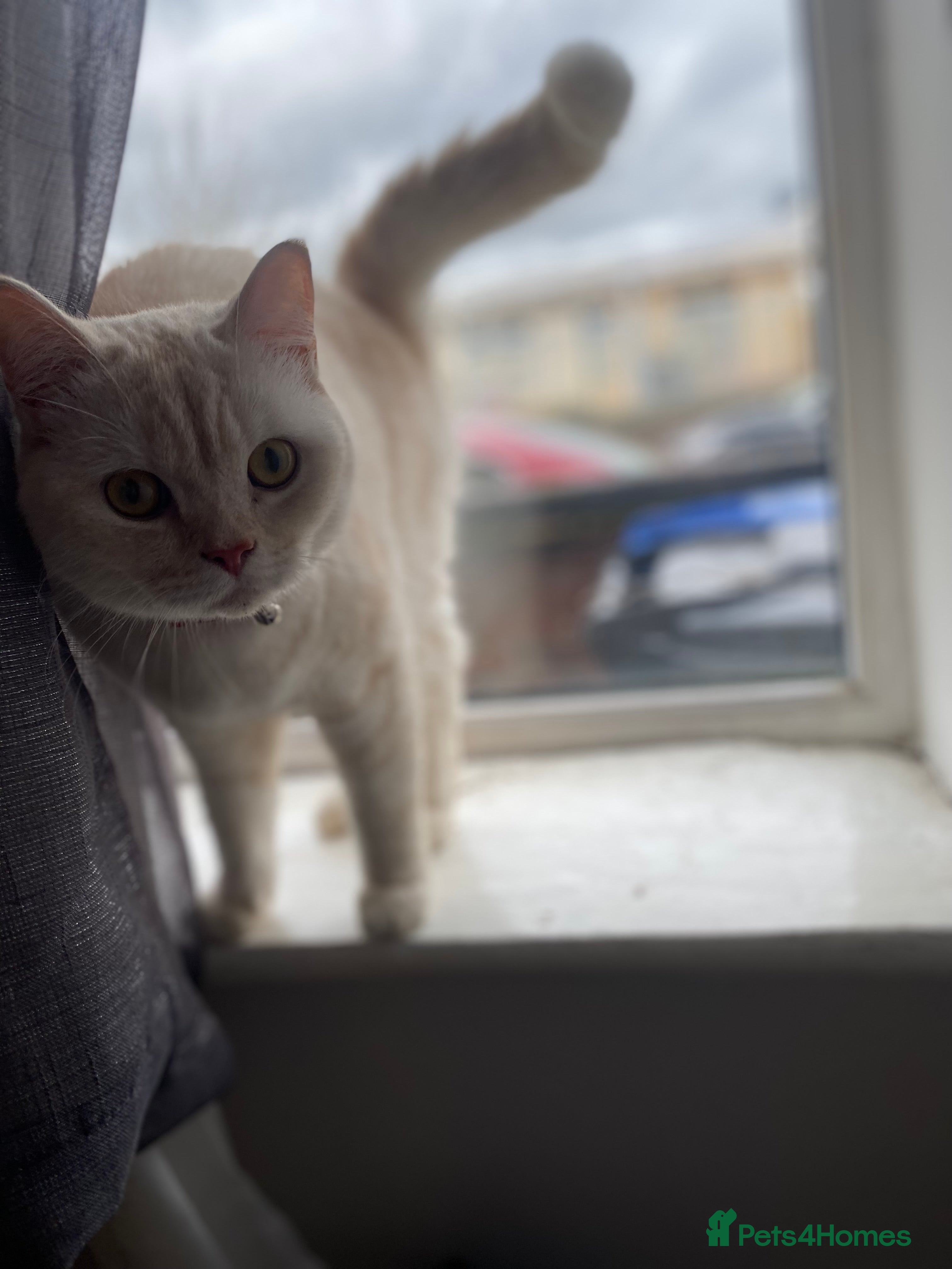 British Shorthair cats G💛lden Shaded Chinchilla 🐾 BSH - Advert 4