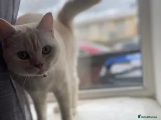 British Shorthair cats G💛lden Shaded Chinchilla 🐾 BSH - Advert 4