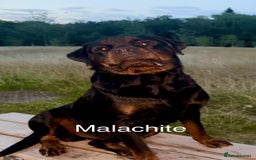 Rottweiler dogs for sale: Beautiful Purebred Rottweiler Puppy - Image 7