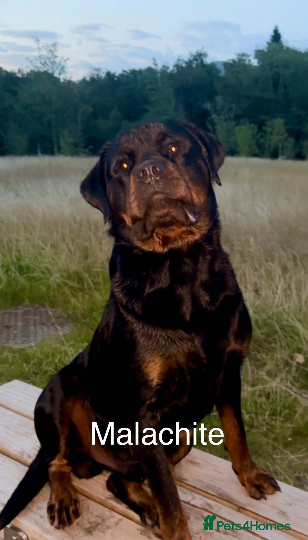 Rottweiler dogs for sale: Beautiful Purebred Rottweiler Puppy - Image 7