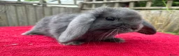 Mini Lop rabbits for sale: Gorgeous pure Mini lops  - Advert 16