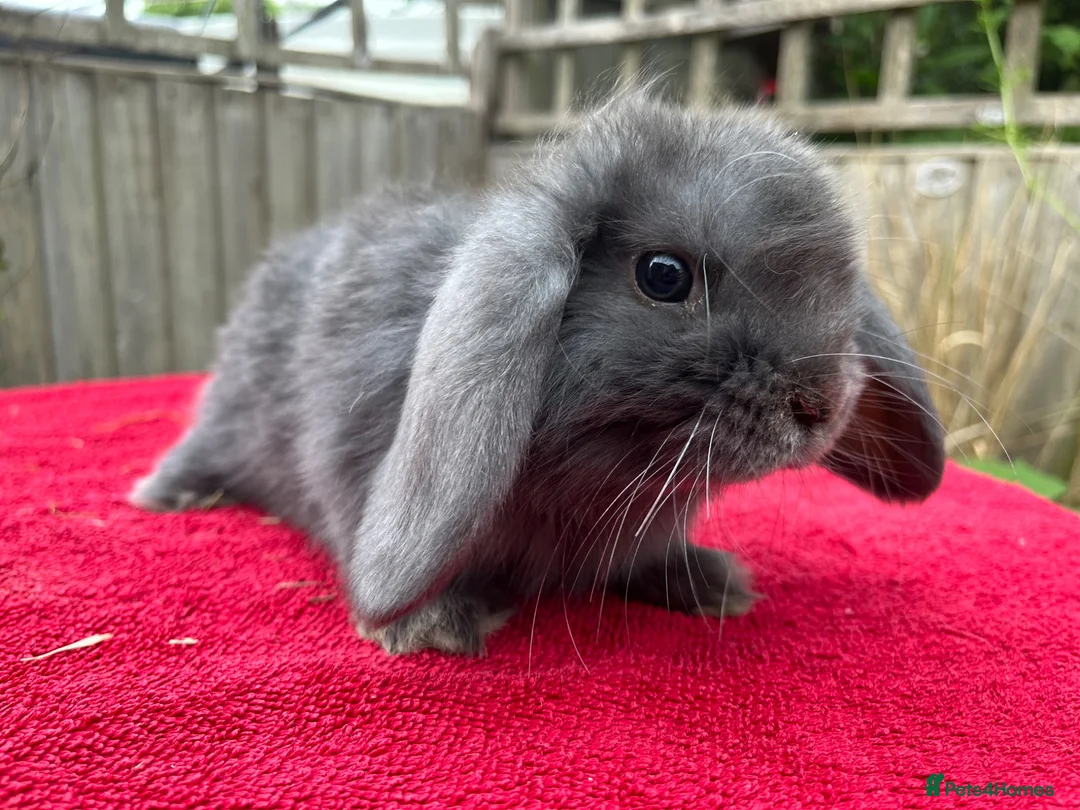 Mini Lop rabbits for sale: Gorgeous pure Mini lops  - Advert 16
