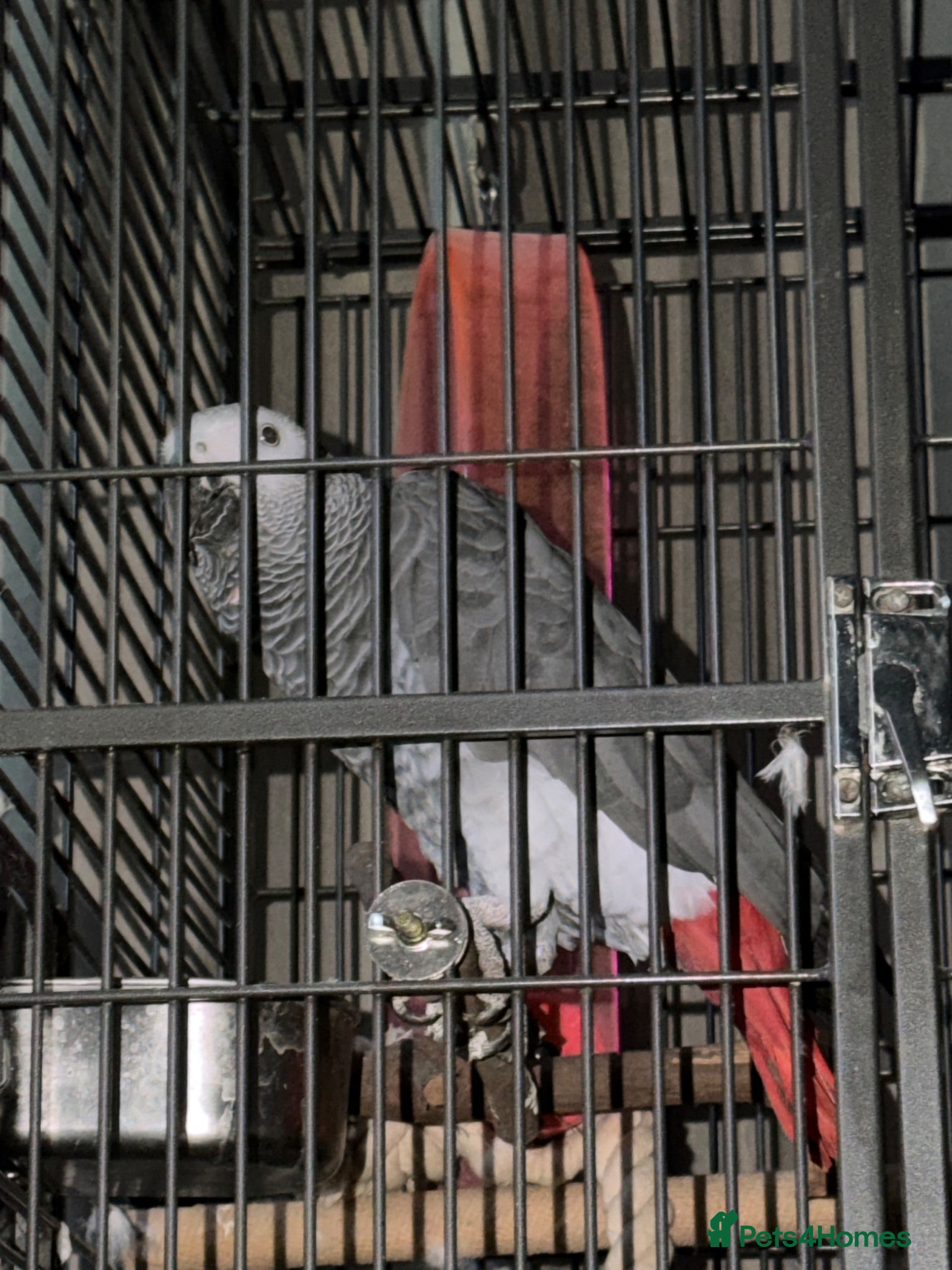 Parrots birds African grey parrot  - Advert 1