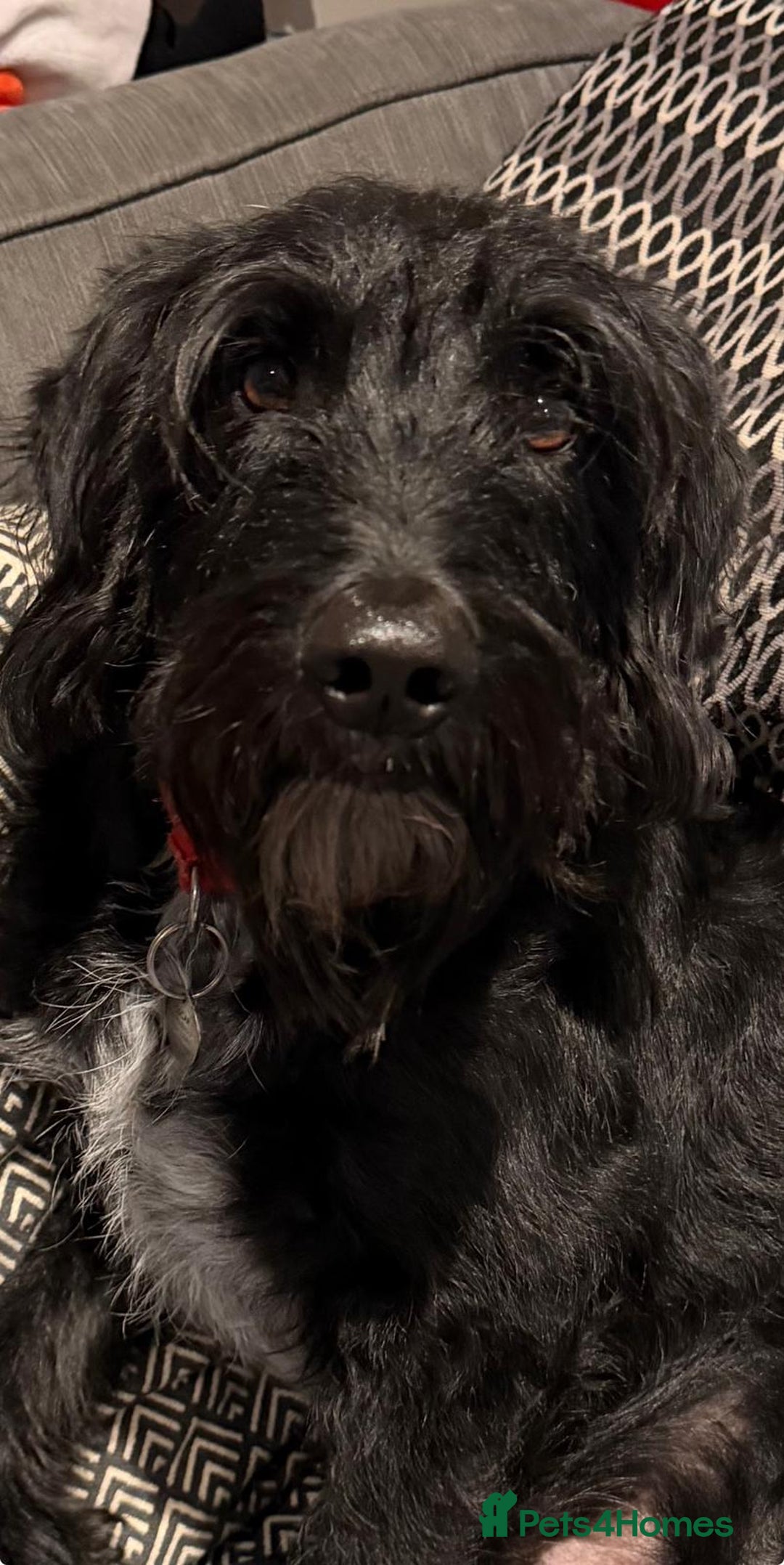 Mixed Breed dogs for adoption: Sweet Oscar Needs Love  - Advert 7