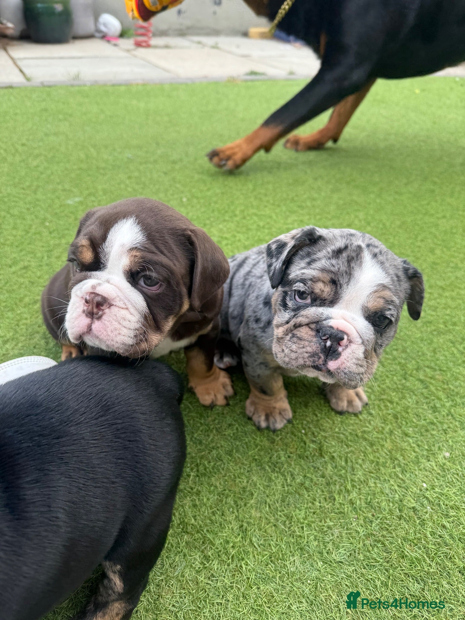 Olde English Bulldogge dogs STUNNING RARE OLD ENGLISH BULLDOG PUPS - Advert 1