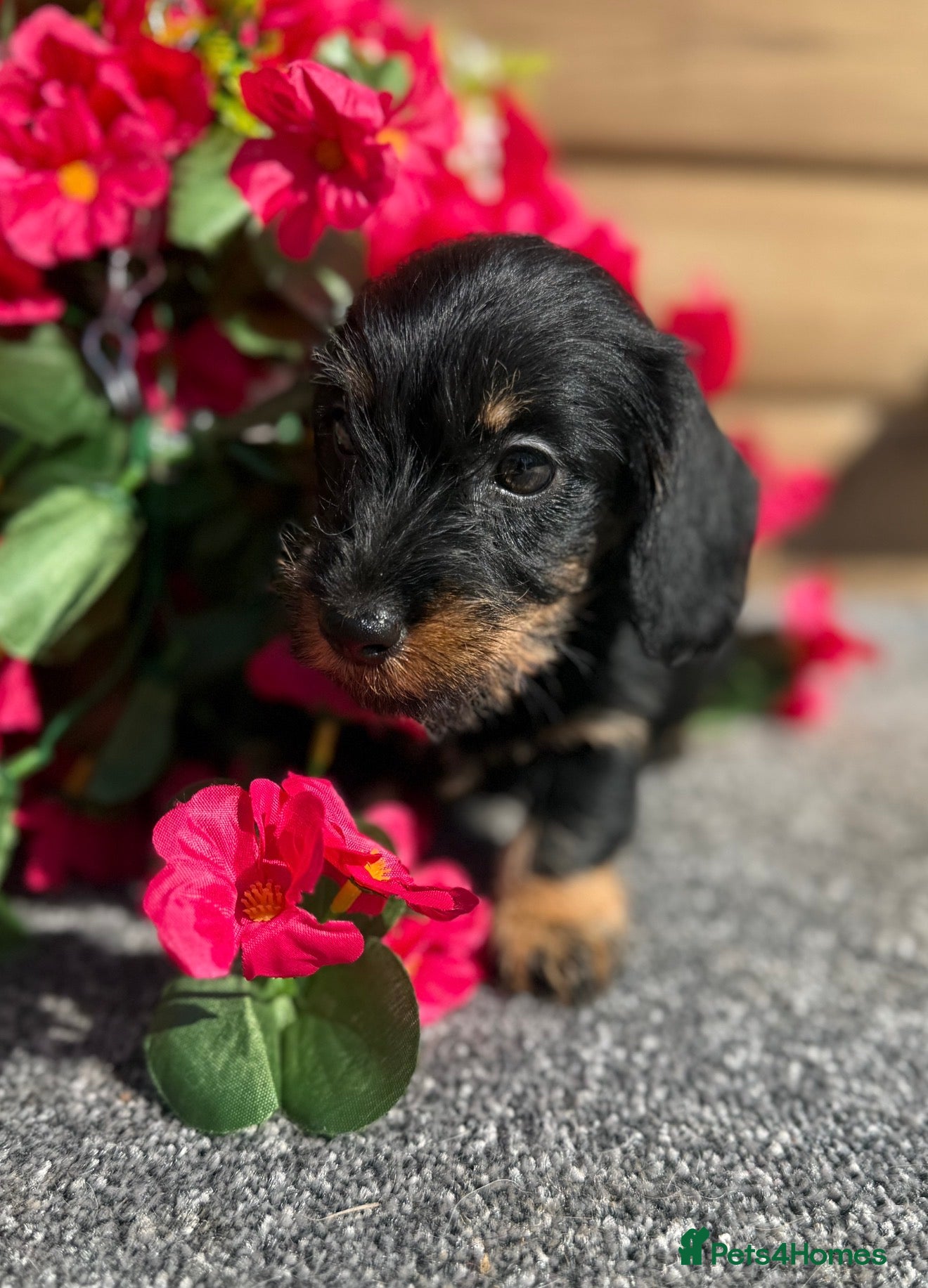 Miniature Dachshund dogs 🩷Beautiful Mini Wire Haired Dachshund Puppies🧡 - Advert 8