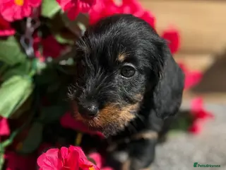 Miniature Dachshund dogs 🩷Beautiful Mini Wire Haired Dachshund Puppies🧡 - Advert 6