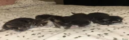Mixed Breed cats for sale: 5 beautiful Tabby’s mixed breed  in Manchester - Advert 13