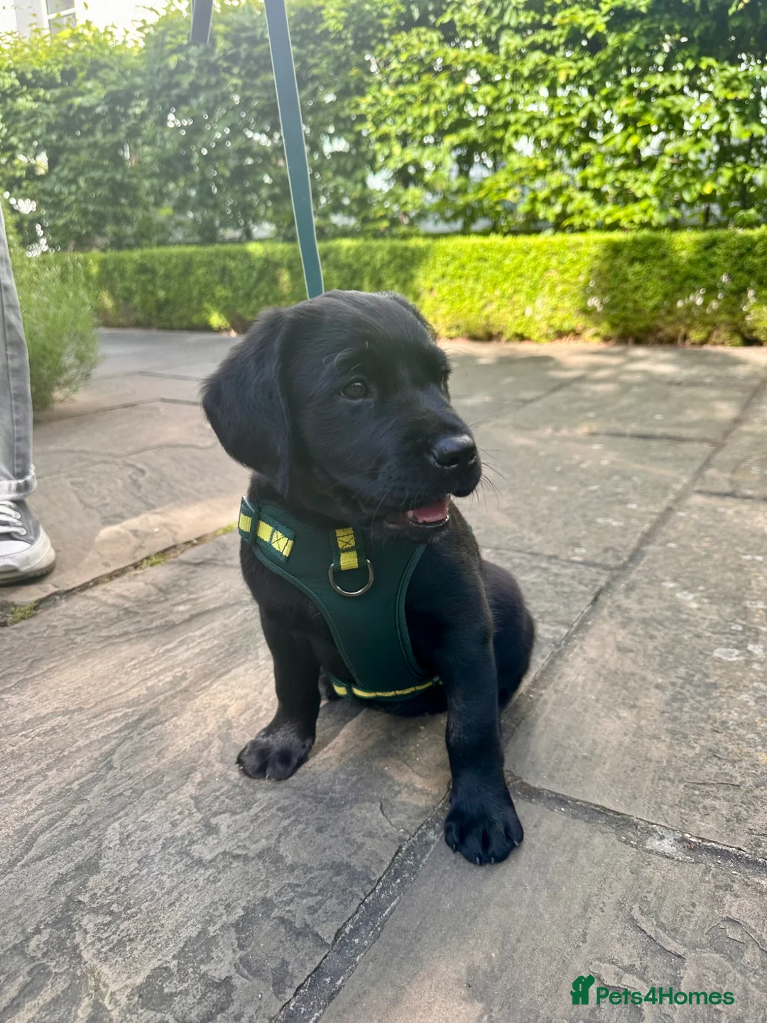 Goldador dogs for sale: Beautiful Goldador girl ready for collection  - Advert 1
