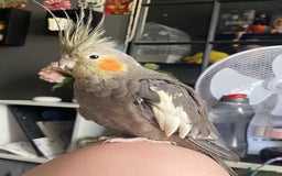 Cockatiels birds for sale: Cockatiel/ needs gone - Advert 3