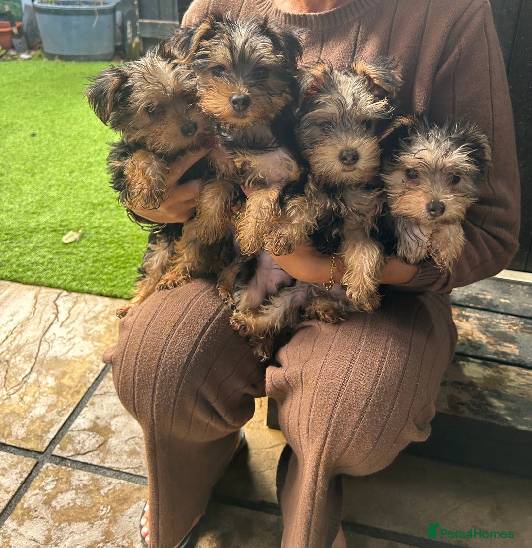 Yorkshire Terrier dogs for sale: Yorkshire terriers 1 boy 3 girls - Image 2