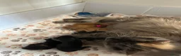 Maine Coon cats for sale: 7 x Stunning Maine Coon Kittens - Advert 26