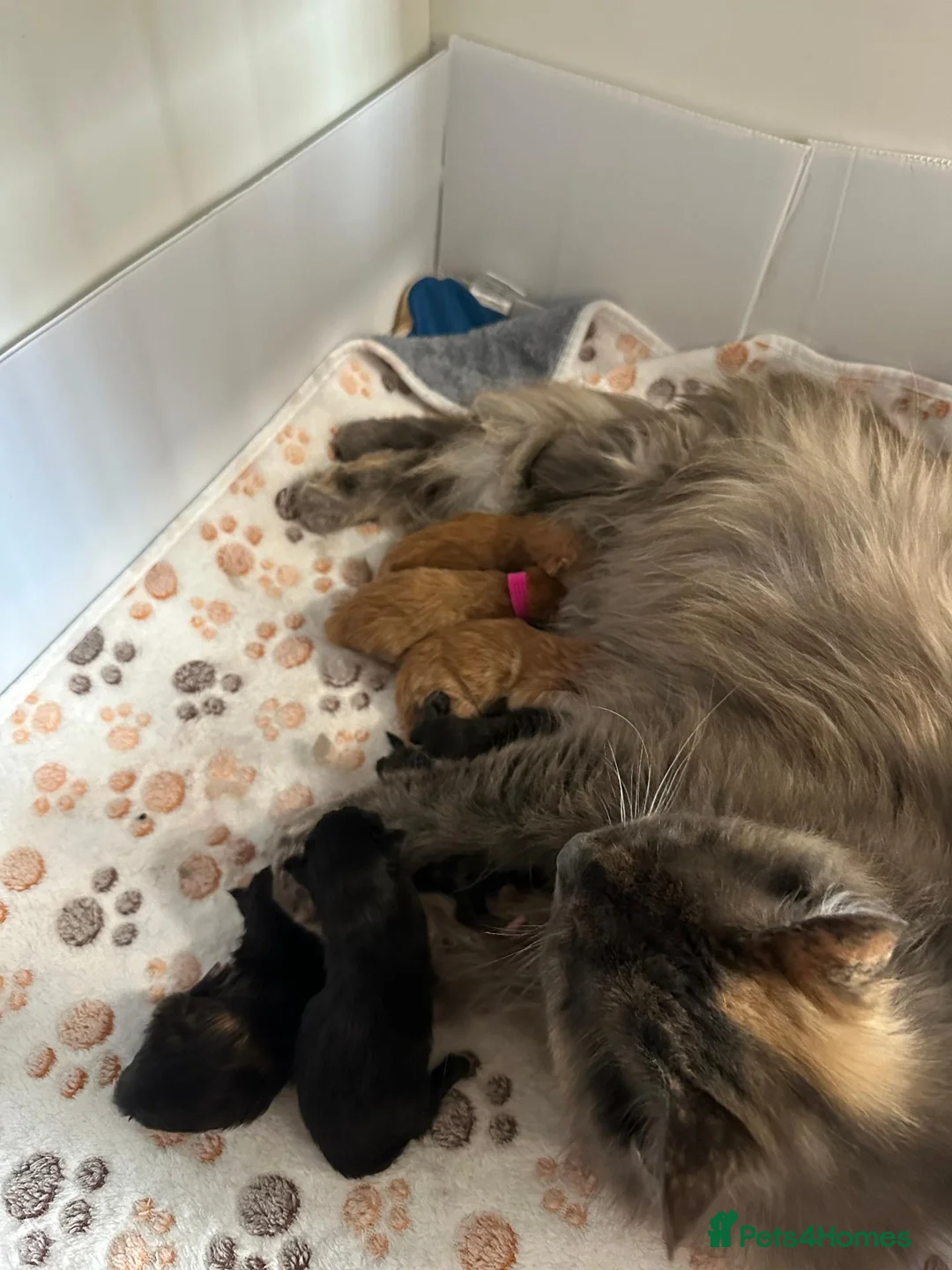 Maine Coon cats for sale: 7 x Stunning Maine Coon Kittens - Advert 26